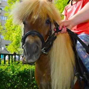 Kucyk "Pony"