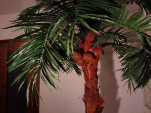 Palma kokosowa
