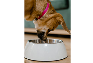 Gotowane jedzenie dla psa - szybkie, tanie i zdrowe